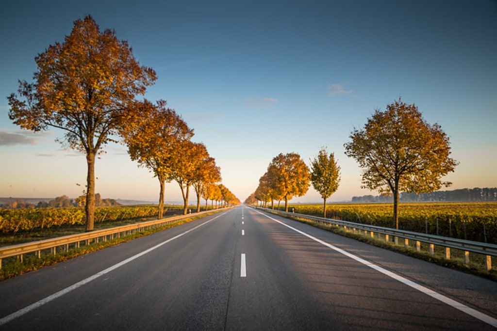 country road lined with trees