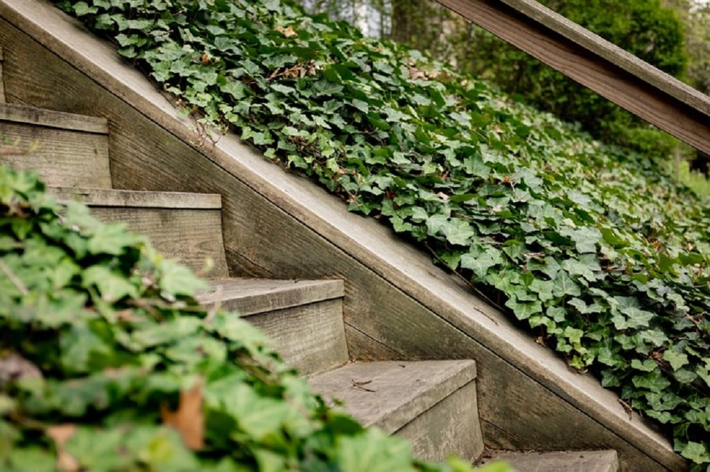 wooden stairs