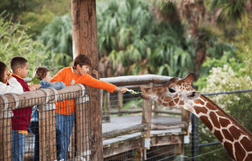 kid feeding giraffe at zoo