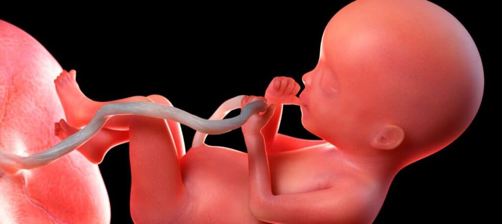 graphic of fetus and placenta