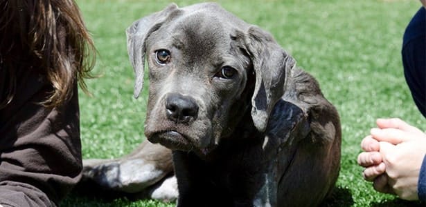 Stray rescue