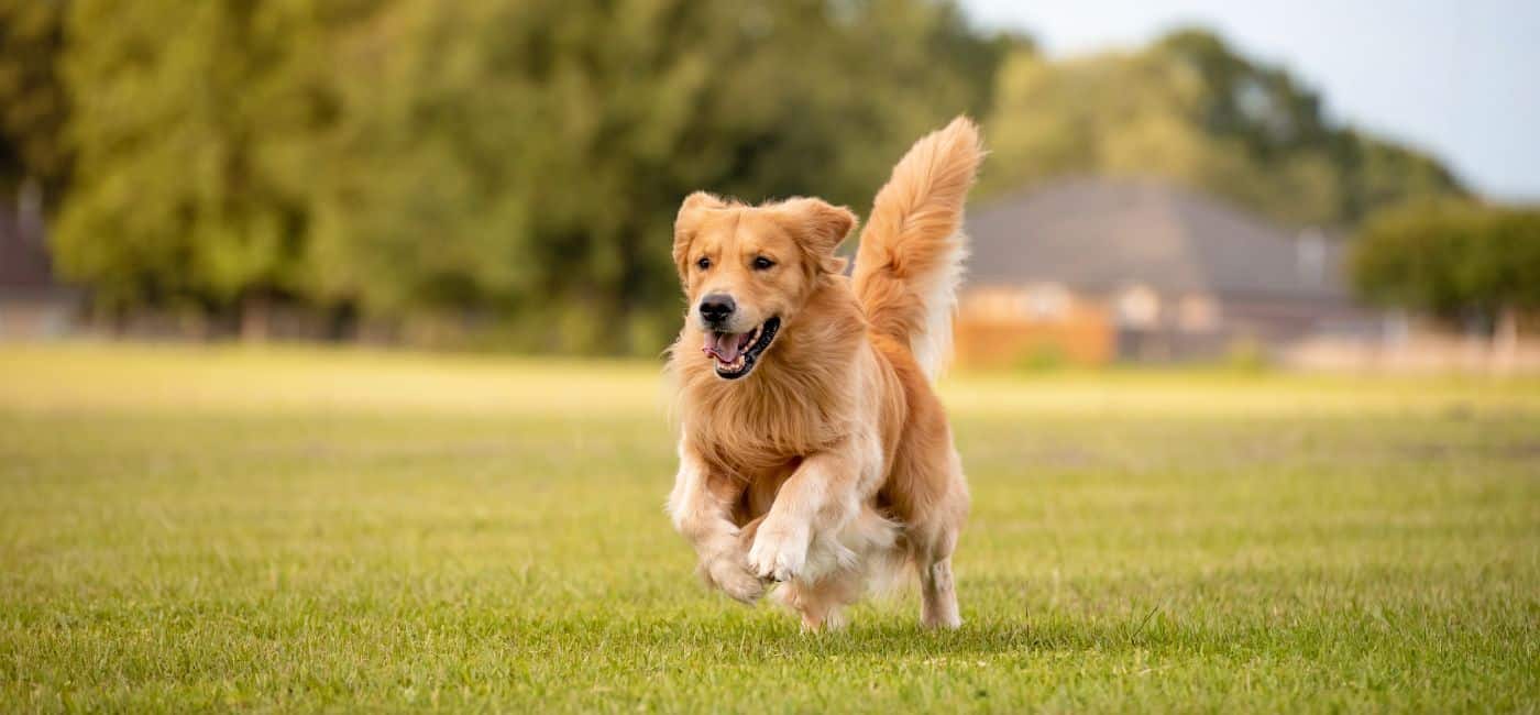 large dog running in open field