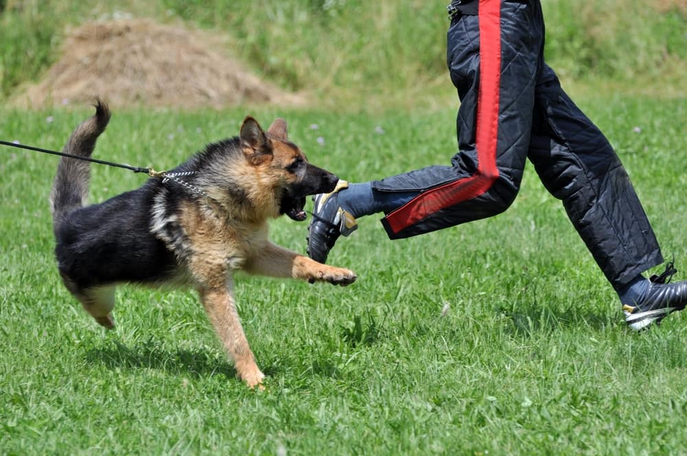 German shepherd biting a padded sleeve on a handler's leg during bite training