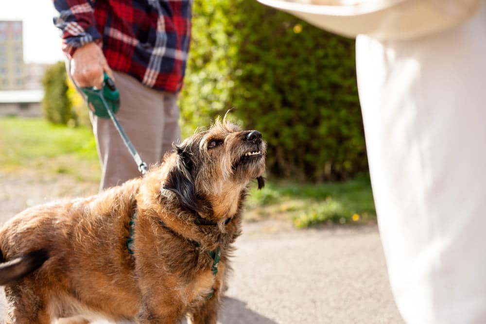 Leashed dog growling and baring teeth at a passerby on a sidewalk